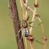 Linyphia triangularis - Trikampiškasis gaubtatinklis | Fotografijos autorius : Algirdas Vilkas | © Macrogamta.lt | Šis tinklapis priklauso bendruomenei kuri domisi makro fotografija ir fotografuoja gyvąjį makro pasaulį.