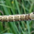 Deilephila porcellus - Mažasis sfinksas | Fotografijos autorius : Algirdas Vilkas | © Macrogamta.lt | Šis tinklapis priklauso bendruomenei kuri domisi makro fotografija ir fotografuoja gyvąjį makro pasaulį.