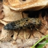 Ontholestes tessellatus - Trumpasparnis | Fotografijos autorius : Algirdas Vilkas | © Macrogamta.lt | Šis tinklapis priklauso bendruomenei kuri domisi makro fotografija ir fotografuoja gyvąjį makro pasaulį.