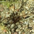 Kaštoninis brėžys - Steatoda castanea, patelė | Fotografijos autorius : Algirdas Vilkas | © Macrogamta.lt | Šis tinklapis priklauso bendruomenei kuri domisi makro fotografija ir fotografuoja gyvąjį makro pasaulį.