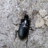 Harpalus sp. - Vikražygis | Fotografijos autorius : Algirdas Vilkas | © Macrogamta.lt | Šis tinklapis priklauso bendruomenei kuri domisi makro fotografija ir fotografuoja gyvąjį makro pasaulį.