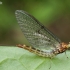 Lašalas - Ephemeroptera | Fotografijos autorius : Algirdas Vilkas | © Macrogamta.lt | Šis tinklapis priklauso bendruomenei kuri domisi makro fotografija ir fotografuoja gyvąjį makro pasaulį.