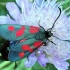 Zygaena viciae - Mažasis marguolis | Fotografijos autorius : Algirdas Vilkas | © Macrogamta.lt | Šis tinklapis priklauso bendruomenei kuri domisi makro fotografija ir fotografuoja gyvąjį makro pasaulį.