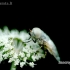 Sparva - Atylotus rusticus | Fotografijos autorius : Alma Totorytė | © Macrogamta.lt | Šis tinklapis priklauso bendruomenei kuri domisi makro fotografija ir fotografuoja gyvąjį makro pasaulį.