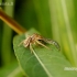 Krabvoris - Xysticus sp. | Fotografijos autorius : Alma Totorytė | © Macrogamta.lt | Šis tinklapis priklauso bendruomenei kuri domisi makro fotografija ir fotografuoja gyvąjį makro pasaulį.