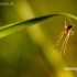 Storažandis - Tetragnatha sp. | Fotografijos autorius : Alma Totorytė | © Macrogamta.lt | Šis tinklapis priklauso bendruomenei kuri domisi makro fotografija ir fotografuoja gyvąjį makro pasaulį.