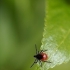 Ixodes ricinus - Miškinė erkė / Šuninė erkė | Fotografijos autorius : Alma Totorytė | © Macrogamta.lt | Šis tinklapis priklauso bendruomenei kuri domisi makro fotografija ir fotografuoja gyvąjį makro pasaulį.