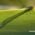Coenagrionidae - Strėliukė | Fotografijos autorius : Alma Totorytė | © Macrogamta.lt | Šis tinklapis priklauso bendruomenei kuri domisi makro fotografija ir fotografuoja gyvąjį makro pasaulį.