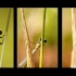 Coenagrionidae - Strėliukė | Fotografijos autorius : Alma Totorytė | © Macrogamta.lt | Šis tinklapis priklauso bendruomenei kuri domisi makro fotografija ir fotografuoja gyvąjį makro pasaulį.