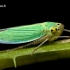 Cicadella viridis - Žalioji cikadelė | Fotografijos autorius : Lukas Jonaitis | © Macrogamta.lt | Šis tinklapis priklauso bendruomenei kuri domisi makro fotografija ir fotografuoja gyvąjį makro pasaulį.