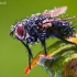 Dygliamusė - Tachinidae | Fotografijos autorius : Lukas Jonaitis | © Macrogamta.lt | Šis tinklapis priklauso bendruomenei kuri domisi makro fotografija ir fotografuoja gyvąjį makro pasaulį.