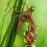 Dvidėmė skėtė - Epitheca bimaculata (Metamorfozė) | Fotografijos autorius : Lukas Jonaitis | © Macrogamta.lt | Šis tinklapis priklauso bendruomenei kuri domisi makro fotografija ir fotografuoja gyvąjį makro pasaulį.