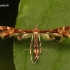 Geina didactyla - Žiognaginis pirštasparnis | Fotografijos autorius : Lukas Jonaitis | © Macrogamta.lt | Šis tinklapis priklauso bendruomenei kuri domisi makro fotografija ir fotografuoja gyvąjį makro pasaulį.