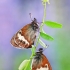 Krūminis satyriukas - Coenonympha arcania  | Fotografijos autorius : Lukas Jonaitis | © Macrogamta.lt | Šis tinklapis priklauso bendruomenei kuri domisi makro fotografija ir fotografuoja gyvąjį makro pasaulį.