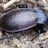 Carabus nemoralis - Miškinis puošniažygis | Fotografijos autorius : Arūnas Eismantas | © Macrogamta.lt | Šis tinklapis priklauso bendruomenei kuri domisi makro fotografija ir fotografuoja gyvąjį makro pasaulį.