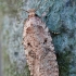 Agonopterix heracliana - Builinis agonopteriksas | Fotografijos autorius : Arūnas Eismantas | © Macrogamta.lt | Šis tinklapis priklauso bendruomenei kuri domisi makro fotografija ir fotografuoja gyvąjį makro pasaulį.