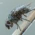 Goniocera schistacea - Dygliamusė | Fotografijos autorius : Arūnas Eismantas | © Macrogamta.lt | Šis tinklapis priklauso bendruomenei kuri domisi makro fotografija ir fotografuoja gyvąjį makro pasaulį.