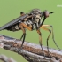 Empis sp. - Snapmusė | Fotografijos autorius : Arūnas Eismantas | © Macrogamta.lt | Šis tinklapis priklauso bendruomenei kuri domisi makro fotografija ir fotografuoja gyvąjį makro pasaulį.