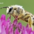 Dasypoda altercator - Gauruotakojė bitė | Fotografijos autorius : Arūnas Eismantas | © Macrogamta.lt | Šis tinklapis priklauso bendruomenei kuri domisi makro fotografija ir fotografuoja gyvąjį makro pasaulį.