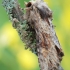 Rudasis pašakninis pelėdgalvis - Apamea crenata | Fotografijos autorius : Arūnas Eismantas | © Macrogamta.lt | Šis tinklapis priklauso bendruomenei kuri domisi makro fotografija ir fotografuoja gyvąjį makro pasaulį.