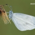 Leptidea sinapis / juvernica agg. – Garstytė | Fotografijos autorius : Arūnas Eismantas | © Macrogamta.lt | Šis tinklapis priklauso bendruomenei kuri domisi makro fotografija ir fotografuoja gyvąjį makro pasaulį.