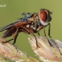 Ectophasia crassipennis - Dygliamusė | Fotografijos autorius : Arūnas Eismantas | © Macrogamta.lt | Šis tinklapis priklauso bendruomenei kuri domisi makro fotografija ir fotografuoja gyvąjį makro pasaulį.