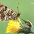 Melitaea phoebe - Didžioji šaškytė | Fotografijos autorius : Arūnas Eismantas | © Macrogamta.lt | Šis tinklapis priklauso bendruomenei kuri domisi makro fotografija ir fotografuoja gyvąjį makro pasaulį.