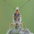 Melitaea cinxia - Rudgelsvė šaškytė | Fotografijos autorius : Arūnas Eismantas | © Macrogamta.lt | Šis tinklapis priklauso bendruomenei kuri domisi makro fotografija ir fotografuoja gyvąjį makro pasaulį.