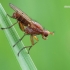 Tetanocera elata - Sraigžudė | Fotografijos autorius : Arūnas Eismantas | © Macrogamta.lt | Šis tinklapis priklauso bendruomenei kuri domisi makro fotografija ir fotografuoja gyvąjį makro pasaulį.