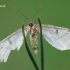 Ectropis crepuscularia - Mėlyninis žievėsprindis | Fotografijos autorius : Arūnas Eismantas | © Macrogamta.lt | Šis tinklapis priklauso bendruomenei kuri domisi makro fotografija ir fotografuoja gyvąjį makro pasaulį.