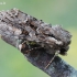 Dirvinis pelėdgalvis - Lacanobia thalassina | Fotografijos autorius : Arūnas Eismantas | © Macrogamta.lt | Šis tinklapis priklauso bendruomenei kuri domisi makro fotografija ir fotografuoja gyvąjį makro pasaulį.
