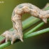 Balandinė cidarija - Pelurga comitata, vikšras | Fotografijos autorius : Arūnas Eismantas | © Macrogamta.lt | Šis tinklapis priklauso bendruomenei kuri domisi makro fotografija ir fotografuoja gyvąjį makro pasaulį.