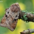 Girinis dirvinukas - Diarsia mendica  | Fotografijos autorius : Arūnas Eismantas | © Macrogamta.lt | Šis tinklapis priklauso bendruomenei kuri domisi makro fotografija ir fotografuoja gyvąjį makro pasaulį.