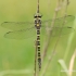 Geltonžiedis kordulegastras - Cordulegaster boltonii | Fotografijos autorius : Arūnas Eismantas | © Macrogamta.lt | Šis tinklapis priklauso bendruomenei kuri domisi makro fotografija ir fotografuoja gyvąjį makro pasaulį.