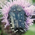 Oxythyrea funesta - Kvapusis auksavabalis | Fotografijos autorius : Arūnas Eismantas | © Macrogamta.lt | Šis tinklapis priklauso bendruomenei kuri domisi makro fotografija ir fotografuoja gyvąjį makro pasaulį.