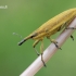 Lixus iridis - Maudinis stiebastraublis | Fotografijos autorius : Arūnas Eismantas | © Macrogamta.lt | Šis tinklapis priklauso bendruomenei kuri domisi makro fotografija ir fotografuoja gyvąjį makro pasaulį.