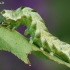 Melanchra persicariae - Juodasis sodinis pelėdgalvis | Fotografijos autorius : Arūnas Eismantas | © Macrogamta.lt | Šis tinklapis priklauso bendruomenei kuri domisi makro fotografija ir fotografuoja gyvąjį makro pasaulį.