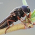 Cheilosia flavipes - Žalutė | Fotografijos autorius : Arūnas Eismantas | © Macrogamta.lt | Šis tinklapis priklauso bendruomenei kuri domisi makro fotografija ir fotografuoja gyvąjį makro pasaulį.