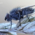 Leucophora obtusa - Žiedenė | Fotografijos autorius : Arūnas Eismantas | © Macrogamta.lt | Šis tinklapis priklauso bendruomenei kuri domisi makro fotografija ir fotografuoja gyvąjį makro pasaulį.