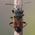 Eremocoris podagricus - Pietinė dirvablakė | Fotografijos autorius : Arūnas Eismantas | © Macrogamta.lt | Šis tinklapis priklauso bendruomenei kuri domisi makro fotografija ir fotografuoja gyvąjį makro pasaulį.