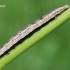 Pilkasis vikinukas - Lygephila pastinum  | Fotografijos autorius : Arūnas Eismantas | © Macrogamta.lt | Šis tinklapis priklauso bendruomenei kuri domisi makro fotografija ir fotografuoja gyvąjį makro pasaulį.