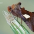 Autographa bractea - Auksalašis žvilgūnas | Fotografijos autorius : Arūnas Eismantas | © Macrogamta.lt | Šis tinklapis priklauso bendruomenei kuri domisi makro fotografija ir fotografuoja gyvąjį makro pasaulį.