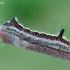 Acronicta psi - Pilkasis strėlinukas | Fotografijos autorius : Arūnas Eismantas | © Macrogamta.lt | Šis tinklapis priklauso bendruomenei kuri domisi makro fotografija ir fotografuoja gyvąjį makro pasaulį.