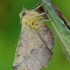 Alksninis geltonsprindis - Ennomos alniaria | Fotografijos autorius : Arūnas Eismantas | © Macrogamta.lt | Šis tinklapis priklauso bendruomenei kuri domisi makro fotografija ir fotografuoja gyvąjį makro pasaulį.