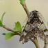 Drebulinis šeriasprindis - Biston strataria | Fotografijos autorius : Arūnas Eismantas | © Macrogamta.lt | Šis tinklapis priklauso bendruomenei kuri domisi makro fotografija ir fotografuoja gyvąjį makro pasaulį.