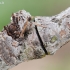 Lazdyninis miškinukas - Colocasia coryli | Fotografijos autorius : Arūnas Eismantas | © Macrogamta.lt | Šis tinklapis priklauso bendruomenei kuri domisi makro fotografija ir fotografuoja gyvąjį makro pasaulį.