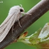 Baltasparnis strėlinukas - Simyra albovenosa | Fotografijos autorius : Arūnas Eismantas | © Macrogamta.lt | Šis tinklapis priklauso bendruomenei kuri domisi makro fotografija ir fotografuoja gyvąjį makro pasaulį.