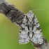 Mažasis strėlinukas - Acronicta strigosa  | Fotografijos autorius : Arūnas Eismantas | © Macrogamta.lt | Šis tinklapis priklauso bendruomenei kuri domisi makro fotografija ir fotografuoja gyvąjį makro pasaulį.