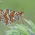 Rudgelsvė šaškytė - Melitaea cinxia | Fotografijos autorius : Arūnas Eismantas | © Macrogamta.lt | Šis tinklapis priklauso bendruomenei kuri domisi makro fotografija ir fotografuoja gyvąjį makro pasaulį.