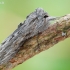 Pieninė kukulija - Cucullia lucifuga  | Fotografijos autorius : Arūnas Eismantas | © Macrogamta.lt | Šis tinklapis priklauso bendruomenei kuri domisi makro fotografija ir fotografuoja gyvąjį makro pasaulį.